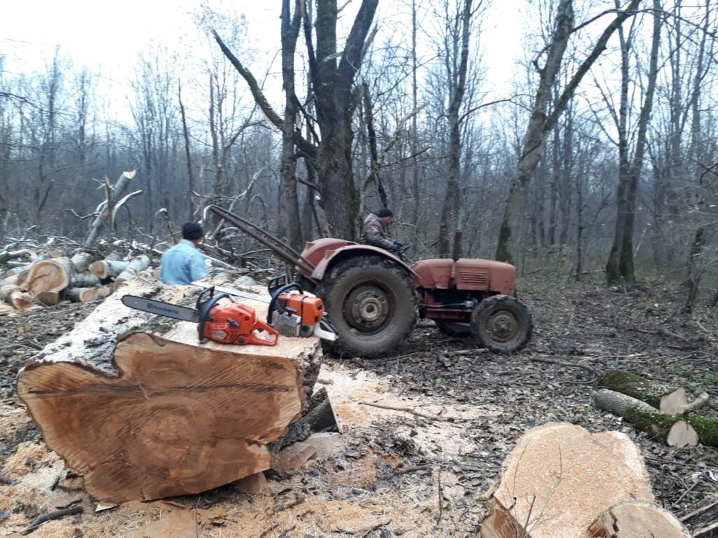 Two men work in a forest clearing with a red tractor. Beside a large tree stump—ideal for crafting a handcrafted wooden bathtub—chainsaws and safety gear rest nearby. Fallen trees and wood chips are scattered on the ground.