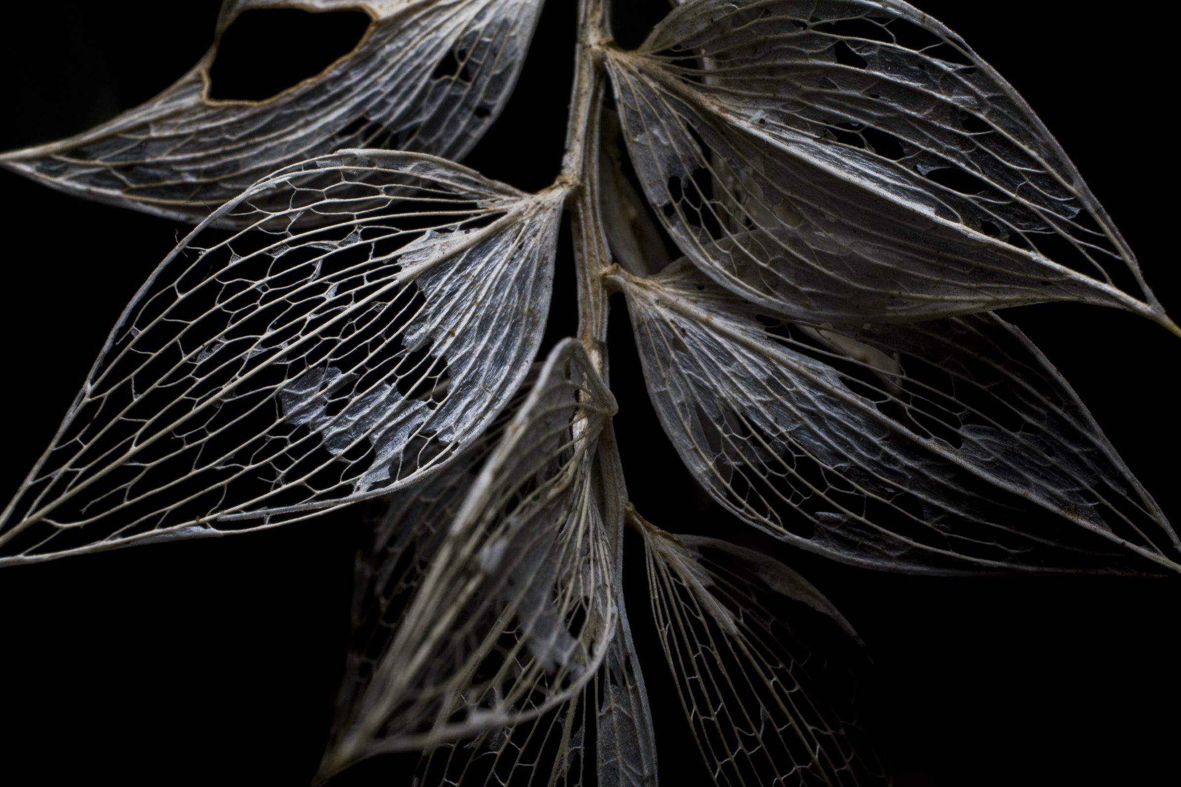 Fine-art photography by Marko Milic